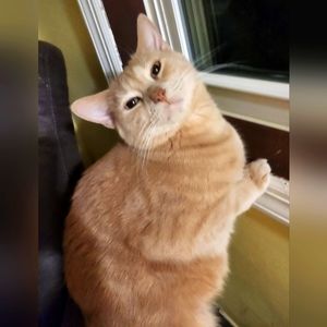 Meet your Posher, Anne